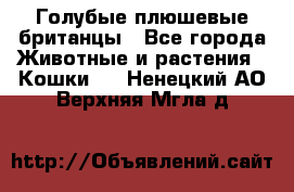 Голубые плюшевые британцы - Все города Животные и растения » Кошки   . Ненецкий АО,Верхняя Мгла д.